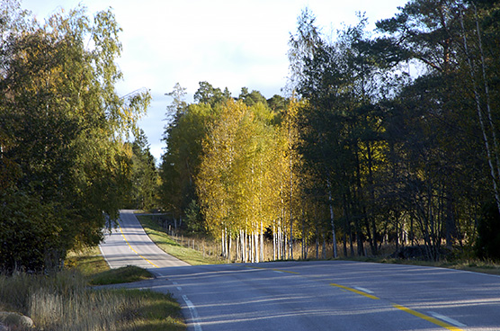 Autumn road view